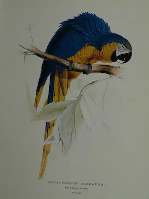 Edward Lear - Portfolio met 12 prenten van Papegaaien en Parkieten - 1990 kopen? Bied vanaf 10!