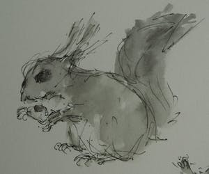 Niet of onleesbaar gesigneerd - Ingelijste pentekening en gewassen inkt , “Eekhoorn“ kopen? Bied vanaf 1!