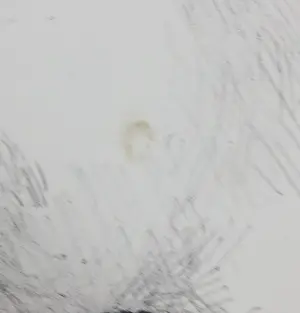 Aat Veldhoen - Lot van twee rotaprints kopen? Bied vanaf 1!