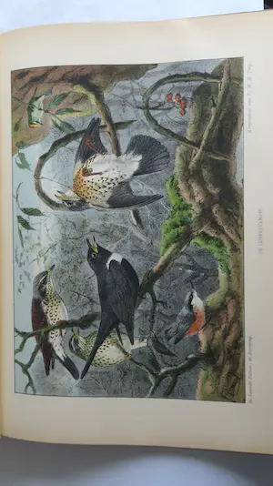 Antiquarisch Boek - Het Vogeljaar - Nederlandsche Vogels in hun leven geschetst 1904 kopen? Bied vanaf 1!