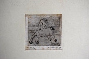 Enno Brokke - Veulen in de wei kopen? Bied vanaf 50!