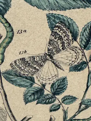 Rie Cramer - botanische vlinders prent kopen? Bied vanaf 25!