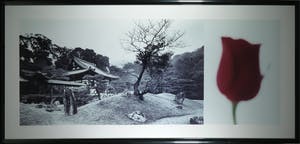 Jean Ruiter - Foto, Kod ai-ji Zen Garden Kyoto - Ingelijst (Zeer groot) kopen? Bied vanaf 1!