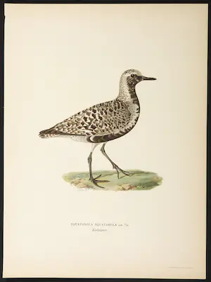 Wilhelm von Wright - Litho, Squatarola Squatarola, uit Svenska foglar (...) kopen? Bied vanaf 1!