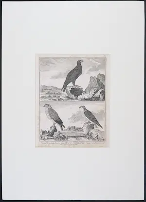 Jacques de Sève - (toegeschreven aan) Lot van tweekopergravures uit het Historie Naturelle (...) kopen? Bied vanaf 20!