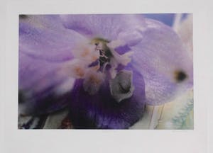 Marc Mulders - "Delphinium" kopen? Bied vanaf 200!