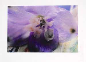 Marc Mulders - "Delphinium" verkocht voor € 200!