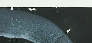 Albert Merz - Ohne Titel ( 1 Los mit 2 Arbeiten, eine davon beschädigt) kopen? Bied vanaf 100!