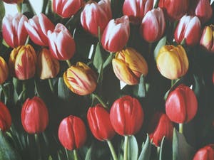 Paul Huf - Foto , Flowers : Gemengde Tulpen – gesigneerd & ingelijst - 1984 kopen? Bied vanaf 1!