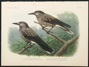 Eduard Daniël van Oort - Chromolitho, Lot van vier voorstellingen uit 'De Vogels van Nederland' kopen? Bied vanaf 1!