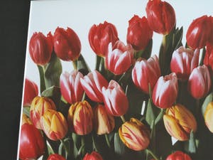 Paul Huf - Foto , Flowers : Gemengde Tulpen – gesigneerd & ingelijst - 1984 kopen? Bied vanaf 1!