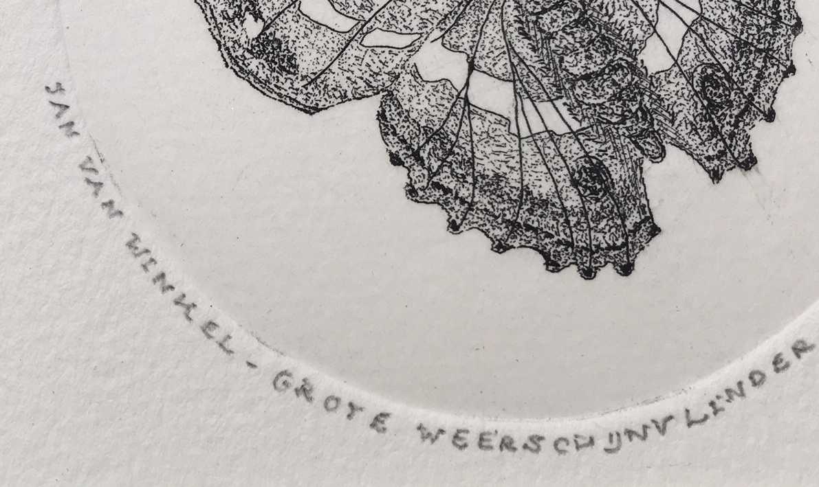 Jan van Winkel - Ets, Grote weerschijnvlinder kopen? Bied vanaf 1!