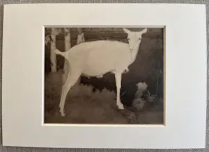 Jan Mankes - Originele Heliogravure Jonge Witte Geit 1923 kopen? Bied vanaf 150!