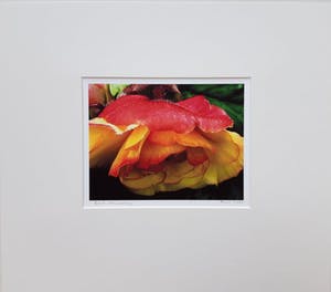 Bert Houweling - Roos in verval kopen? Bied vanaf 10!