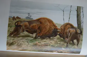 Antiquarisch Boek - The Royal Natural History (6 delen compleet) 1893 kopen? Bied vanaf 175!