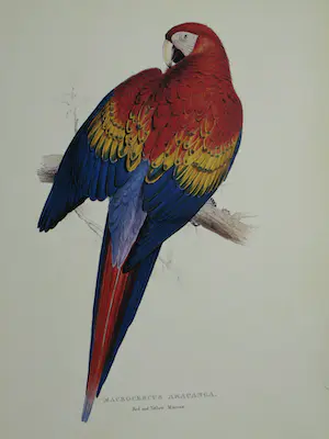 Edward Lear - Portfolio met 12 prenten van Papegaaien en Parkieten - 1990 kopen? Bied vanaf 10!