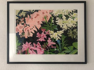 Vincent van Ojen - Rhododendron kopen? Bied vanaf 80!