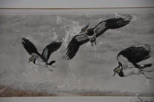 Leon Danchin - Vlucht kivieten kopen? Bied vanaf 100!