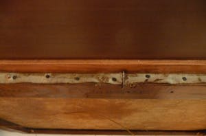 Jacobus Doeser - Glocksinia's kopen? Bied vanaf 350!