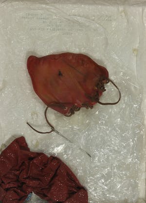 Jan-Karel van Stekelenburg - Assemblage, Rode oortjes - Ingelijst kopen? Bied vanaf 1!