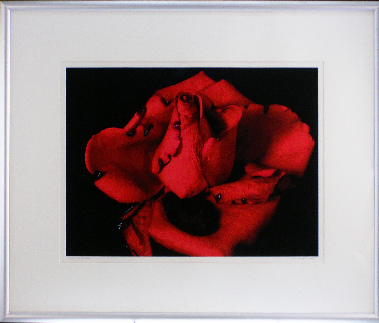 Bert Houweling - Roos 43 kopen? Bied vanaf 15!