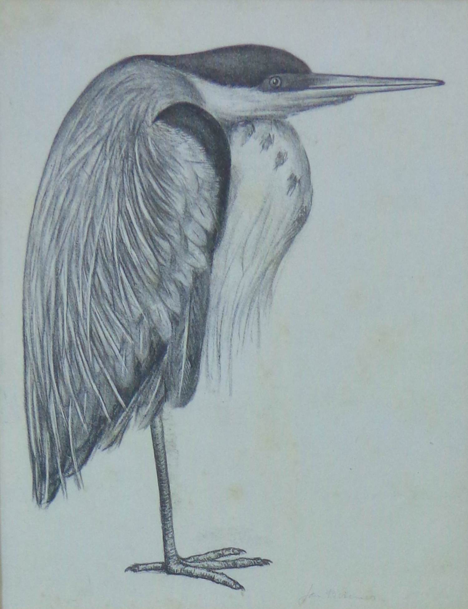 Jan Bezemer - BLAUWE REIGER / ZW-W LITHO / 50x43cm / KADER / SIG kopen? Bied vanaf 45!