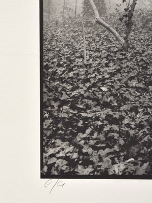 Ralph Janowski - Trees kopen? Bied vanaf 1!