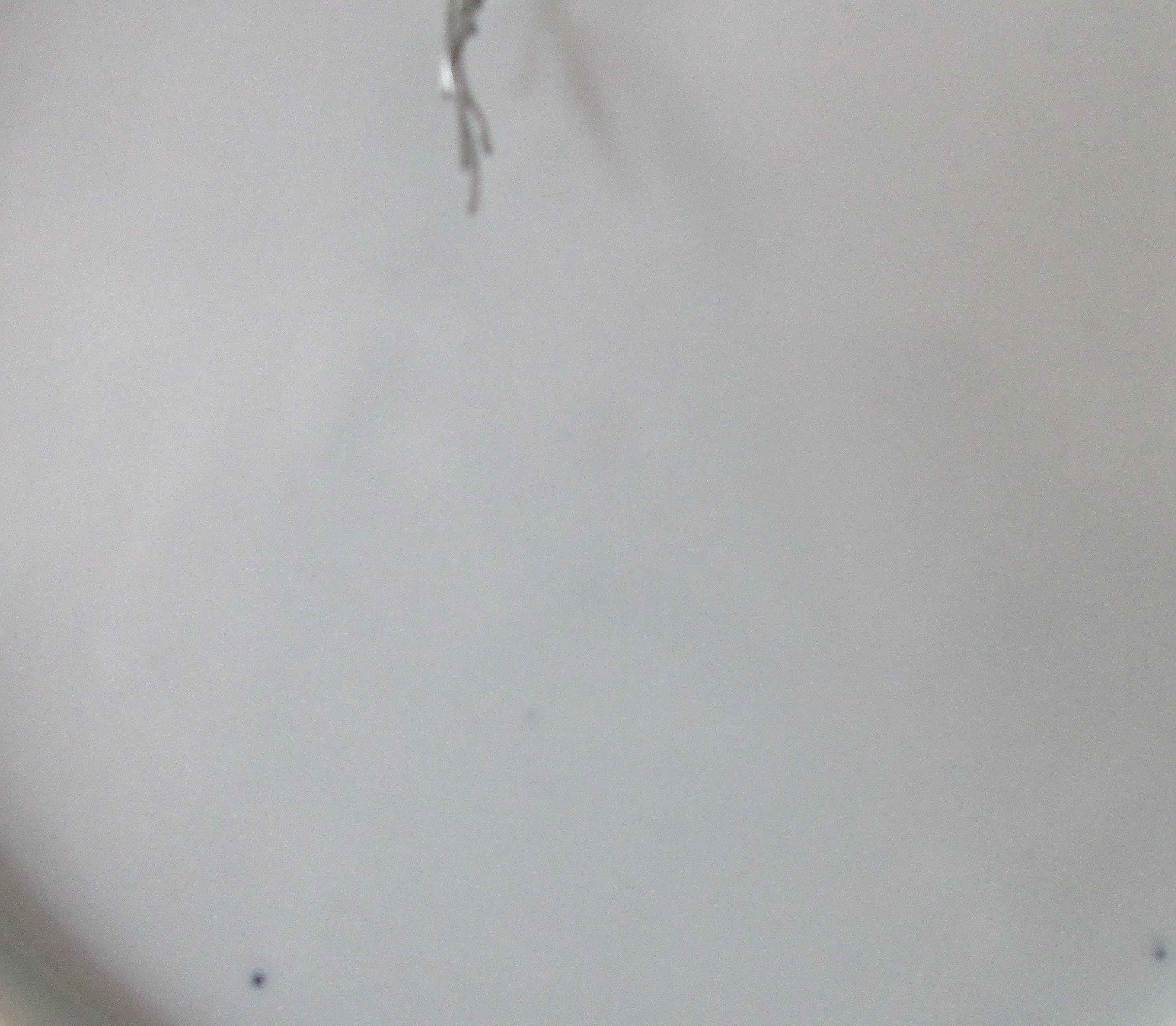 Firma Regout & Co - & Mosa Maastricht - Twee wandborden kopen? Bied vanaf 1!