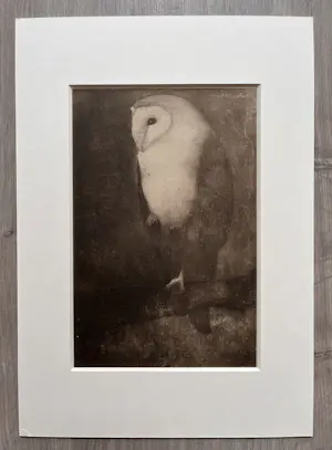 Jan Mankes - Originele Heliogravure Uil op Boomtak 1923 kopen? Bied vanaf 165!
