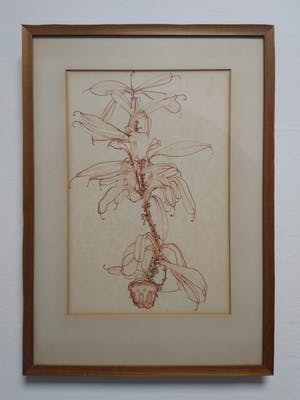 Niet of onleesbaar gesigneerd - Z.T. ''Botanische tekening, in rode inkt.'' Gallerie Oud Ambacht, Muck Douma. kopen? Bied vanaf 1!