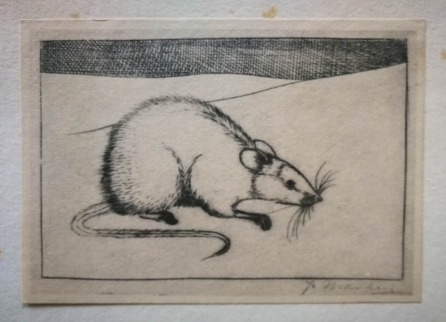 Jan Mankes - Witte muis. verkocht voor € 20!