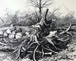 Patrick Creyghton - Boomstronk, litho verkocht voor € 50!