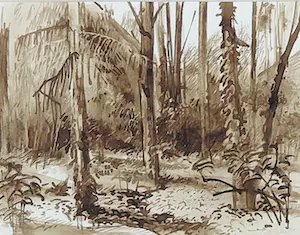 Ad Merx - Inkttekening, Boshoek in de tuin kopen? Bied vanaf 1!