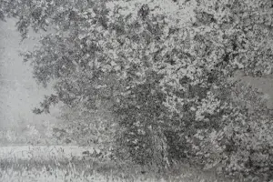 Reinder Homan - LANDSCHAP kopen? Bied vanaf 65!