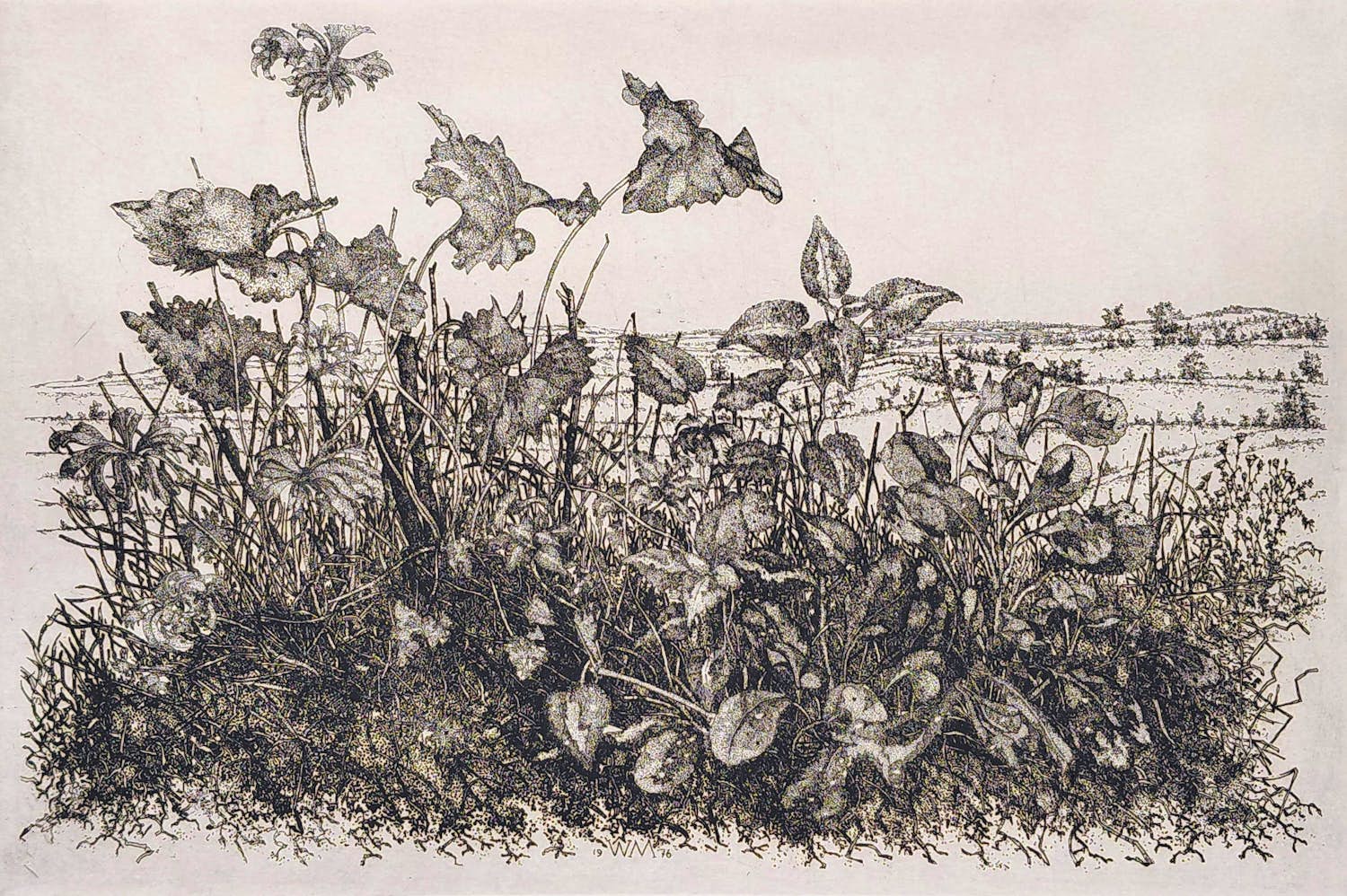 Willem Minderman - Wilde planten met landschap, ets kopen? Bied vanaf 40!