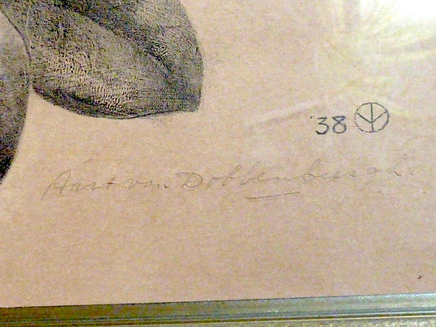 Aart van Dobbenburgh - Rhododendron kopen? Bied vanaf 40!