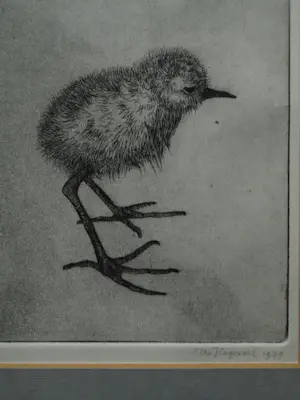 Uto Hogerzeil - Ingelijste ets en aquatint , Jonge Grutto (?) – 1979 – Lijst, 28 x 63 cm. kopen? Bied vanaf 80!