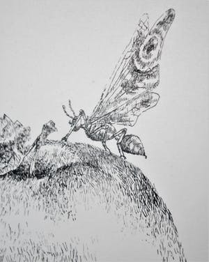 Lisa Couwenbergh - Vlinder zit op een appel - pentekening 1972 kopen? Bied vanaf 35!