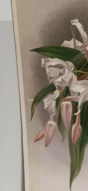 Henry George Moon - Originele Chromolithografie ‘Reichenbachia’ 1888 kopen? Bied vanaf 85!