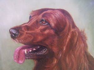 Niet of onleesbaar gesigneerd - Ierse Setter kopen? Bied vanaf 1!