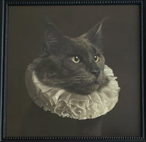 Marie Cecile Thijs - Ingelijste foto uit de serie 'White Collar', Cat with White Collar IV - 2013 kopen? Bied vanaf 1500!