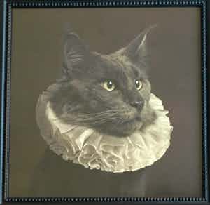 Marie Cecile Thijs - Ingelijste foto uit de serie 'White Collar', Cat with White Collar IV - 2013 verkocht voor € 1500!