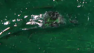 Pim Lenos - Gemengde techniek op paneel, Zonder titel kopen? Bied vanaf 1!