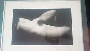 Hans Abbing - Naakt uit privé collectie verkocht voor € 75!