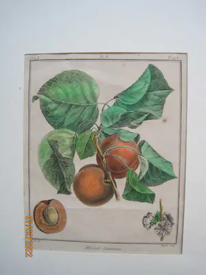 Elisabeth Haussard - "Abricot commun" ; "Abricot de Hollande" kopen? Bied vanaf 50!