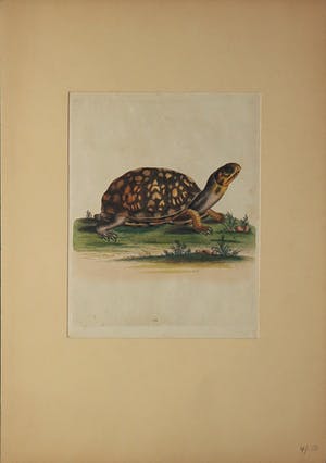 George Edwards - en onbekend, Lot van drie gravure, Diervoorstellingen kopen? Bied vanaf 1!