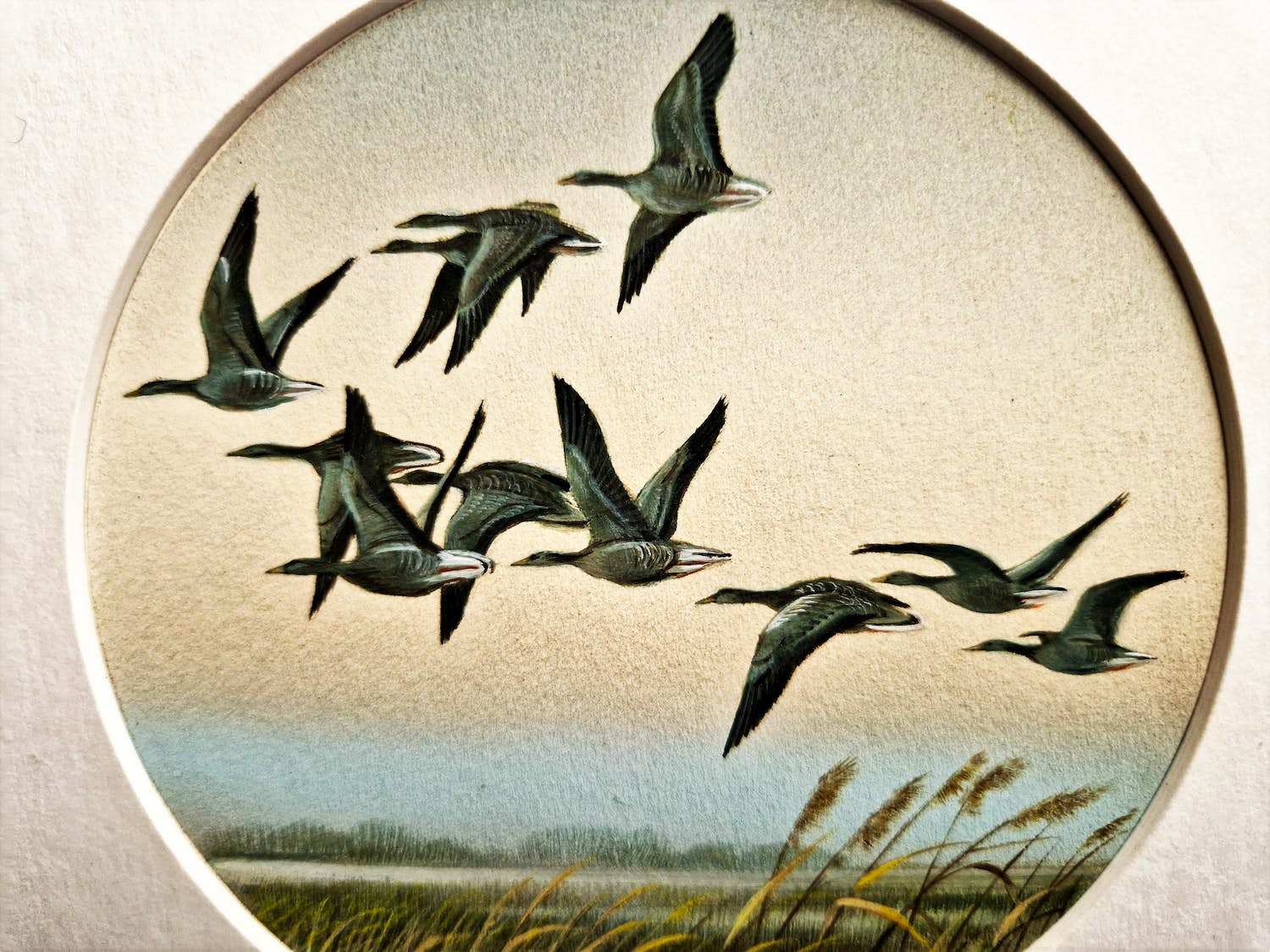 Ari Stolk - Fraaie realistische gouache - "wilde eenden bij zomeravond" - gesigneerd - 1983 verkocht voor € 78!