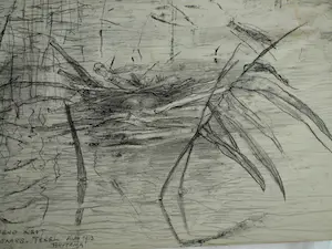 Theo van Hoytema - Litho, Drijvend nest van een dodaars, Texel - 1913 kopen? Bied vanaf 10!