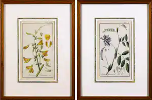 Johannes Zorn - Lot van twee handgekleurde botanische etsen verkauft für € 50!
