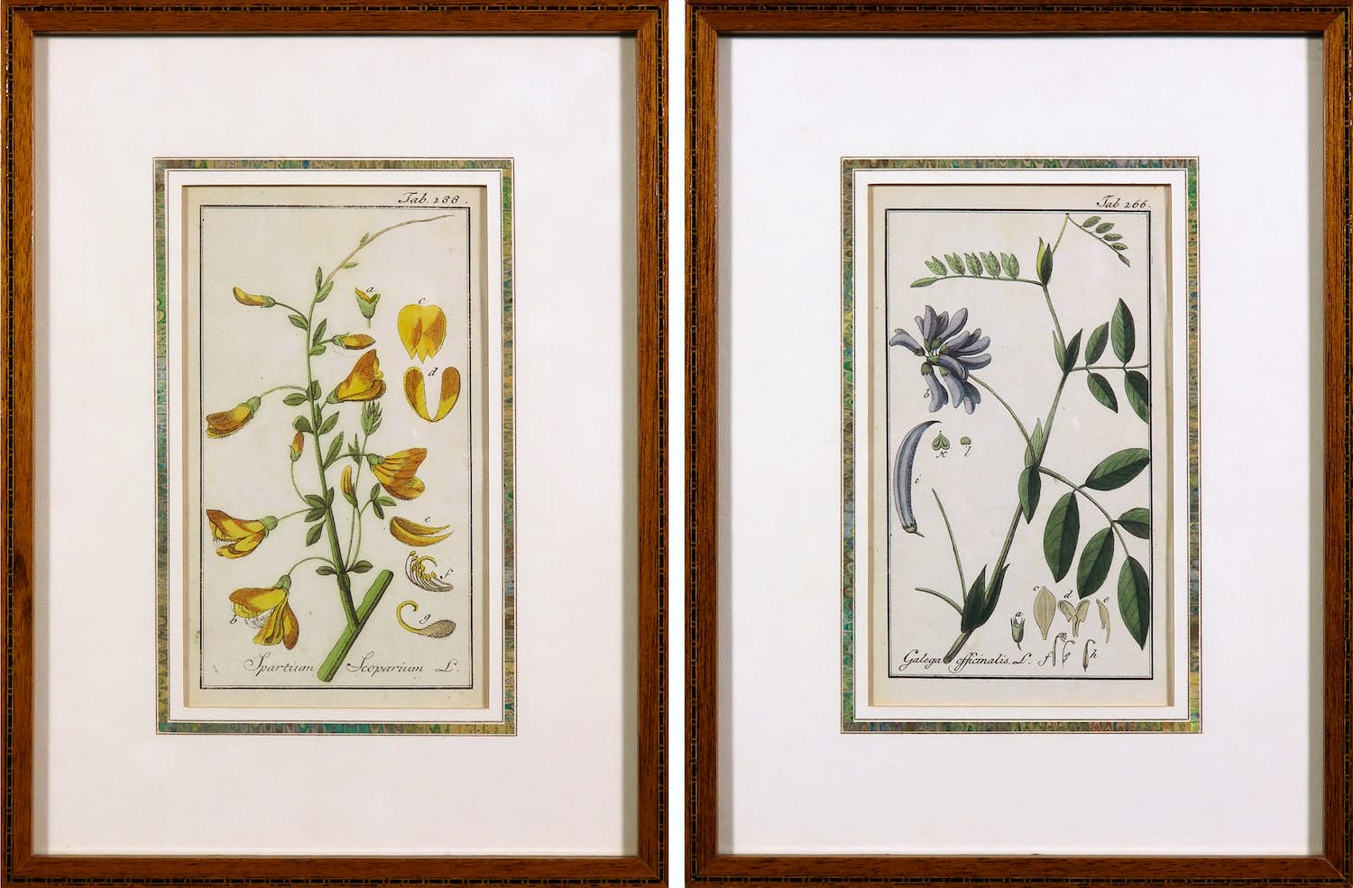 Johannes Zorn - Lot van twee handgekleurde botanische etsen verkocht voor € 50!